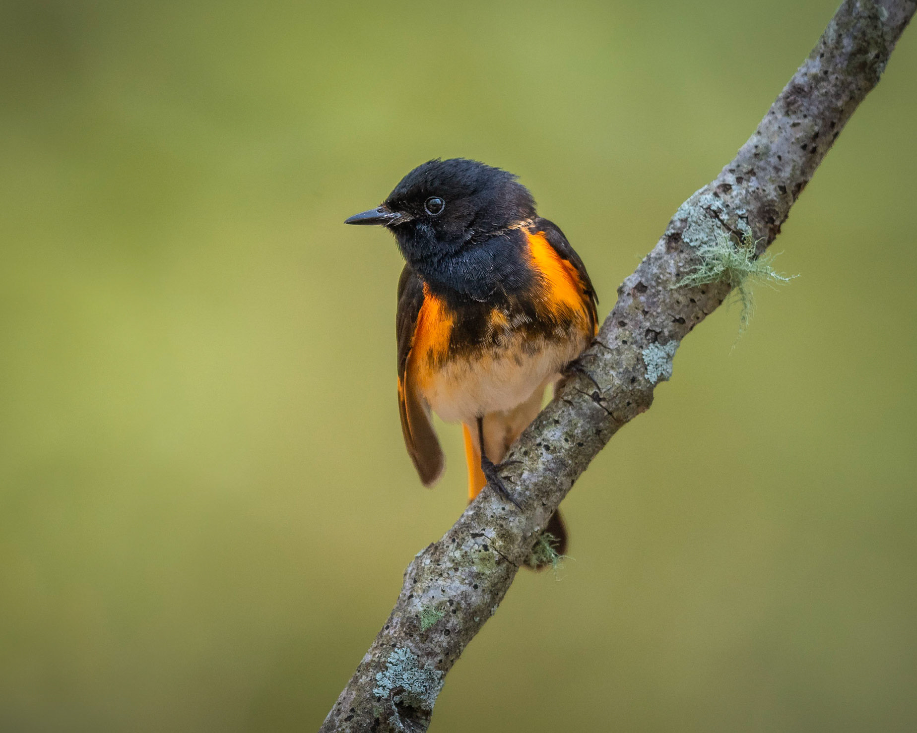 American Redstart