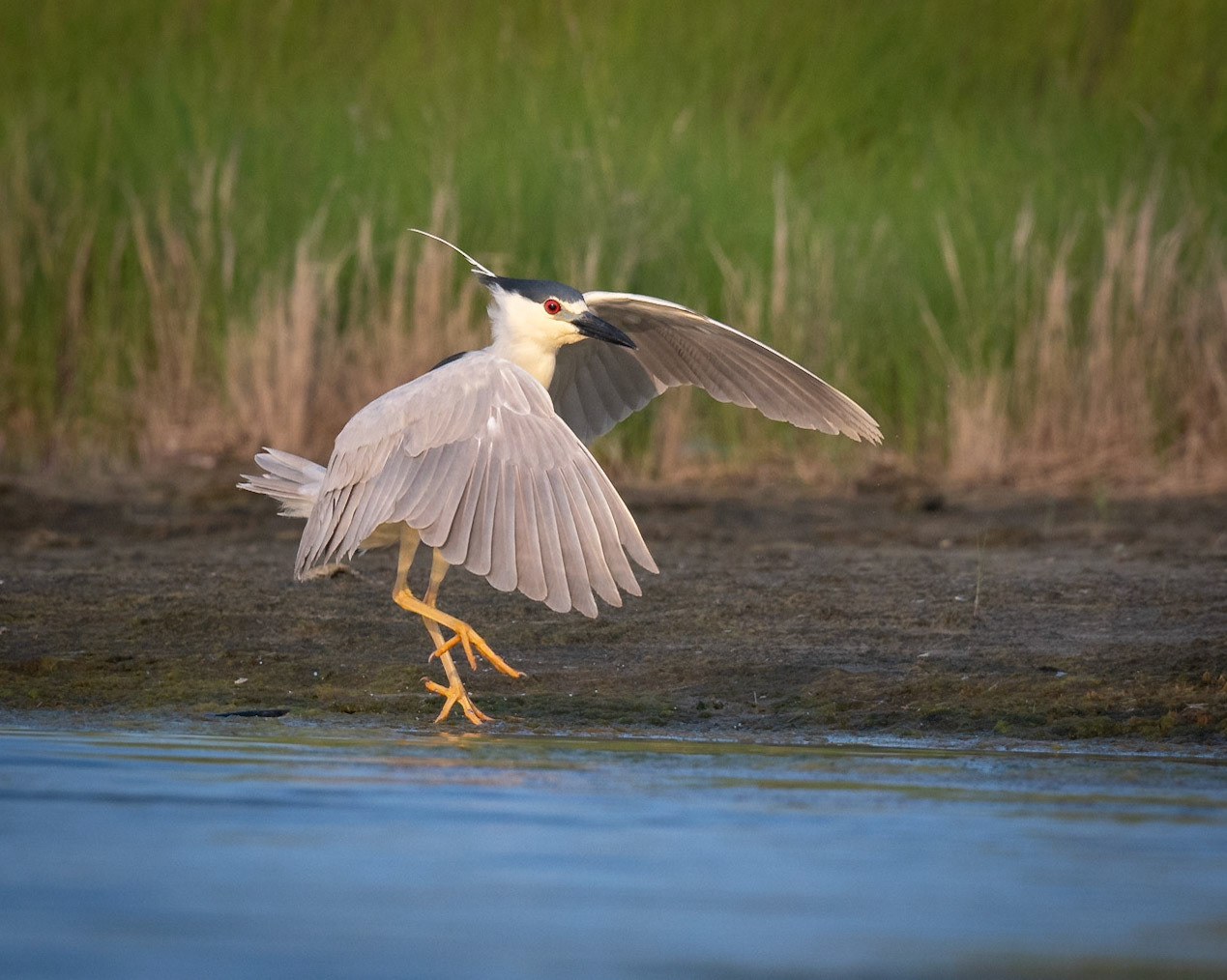 Black Crowned Night Heron