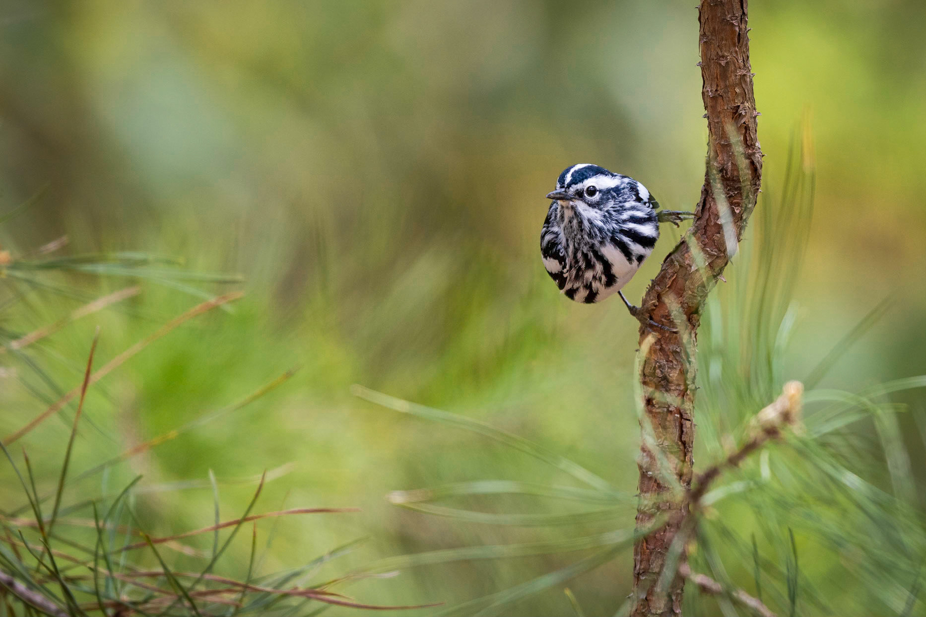 Black and White Warbler
