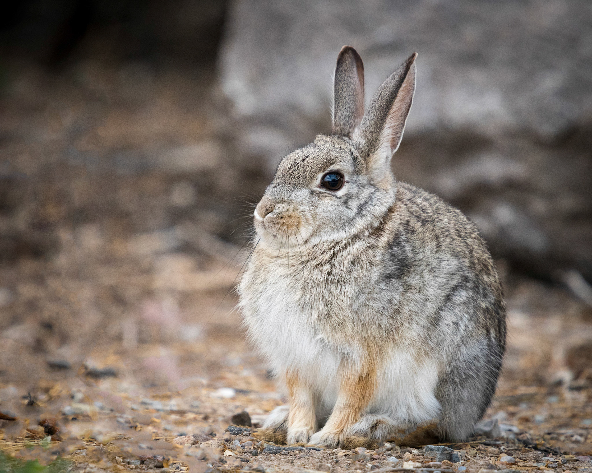 Desert Cottontail
