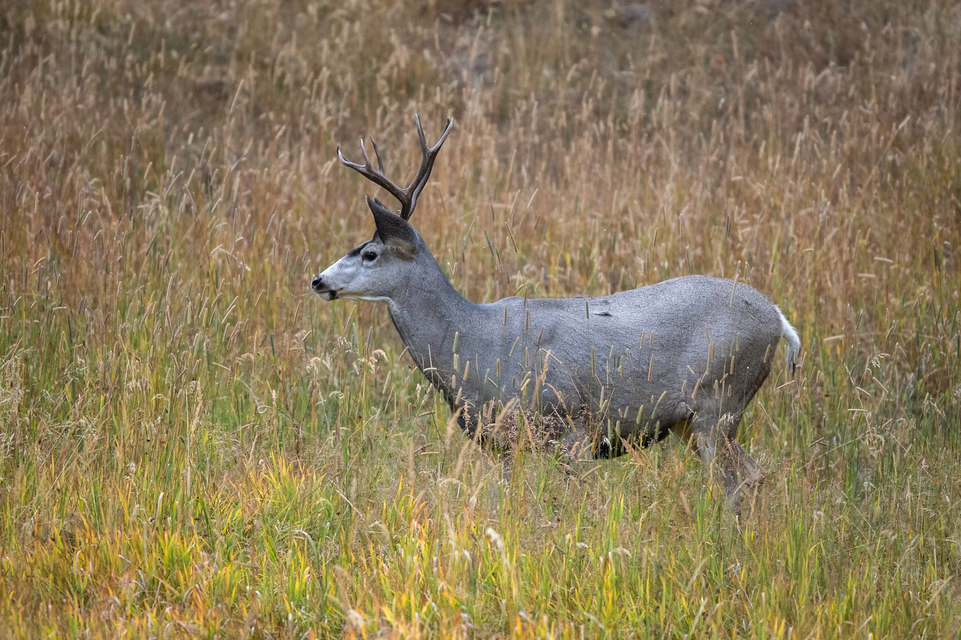 Mule Deer