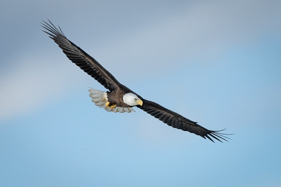 Bald Eagle