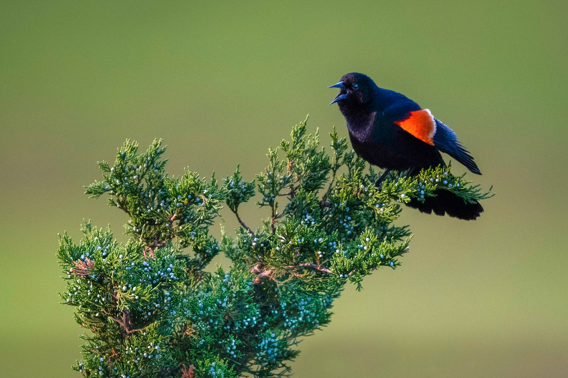 Red-winged Blackbird