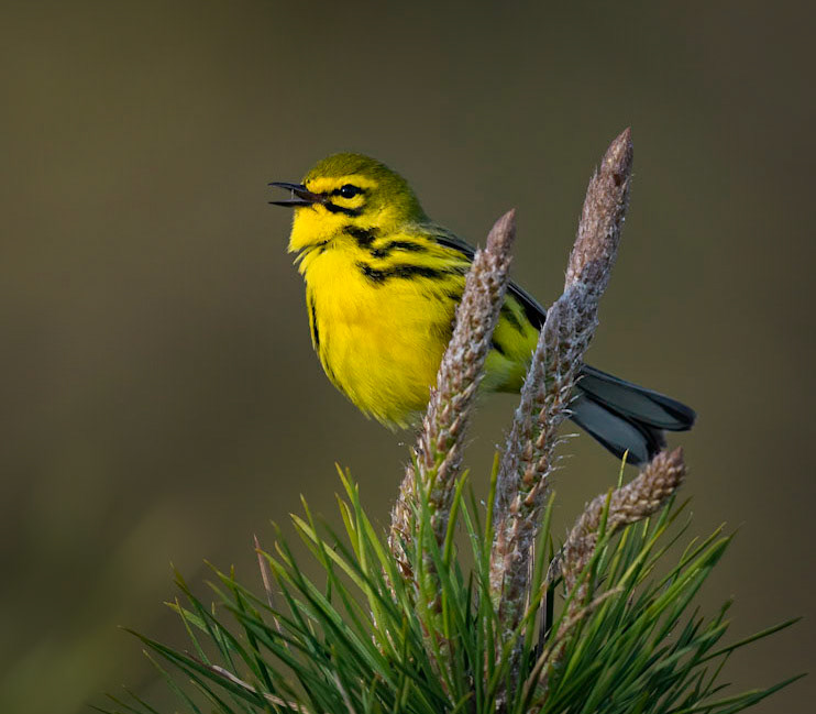 Prairie Warbler