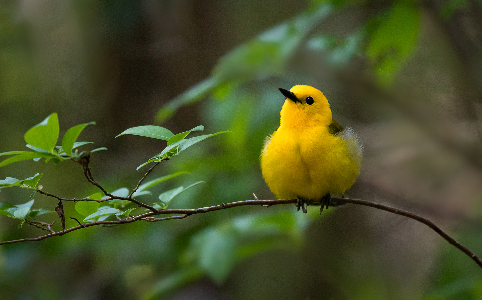 Prothonotary Warbler