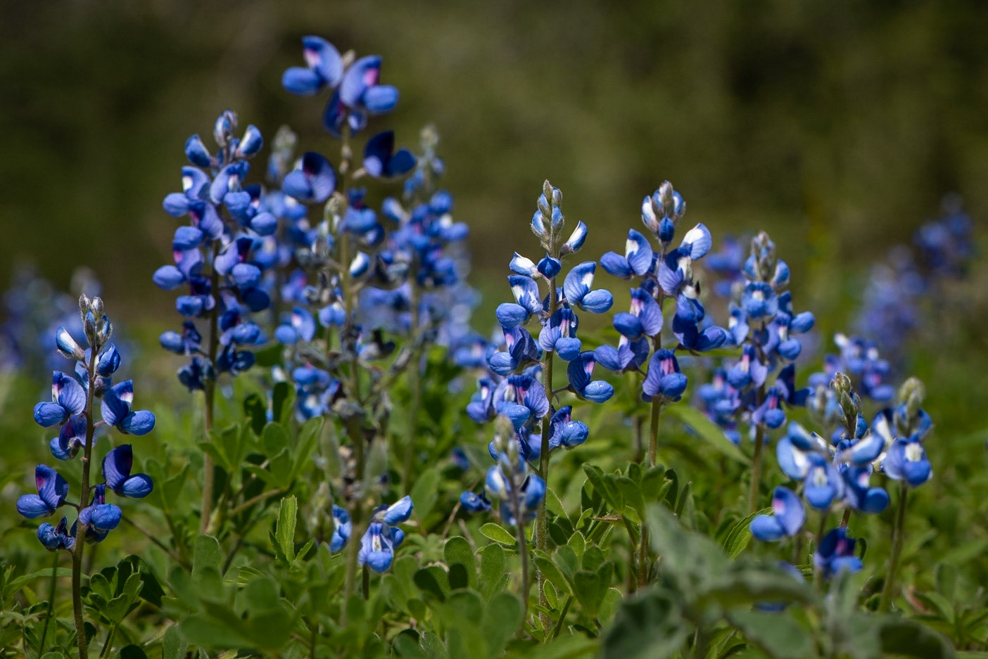 Texas Bluebonnet