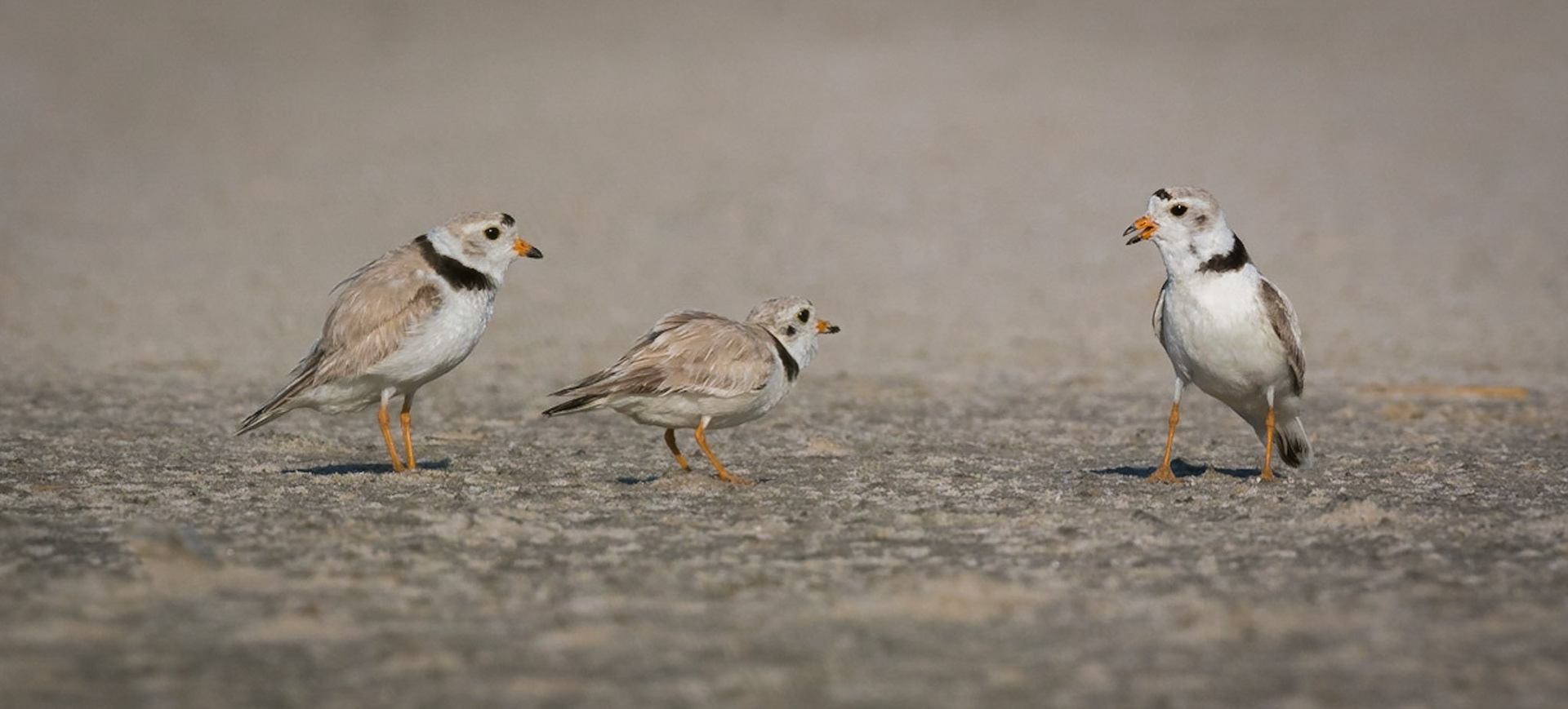 Piping Plovers