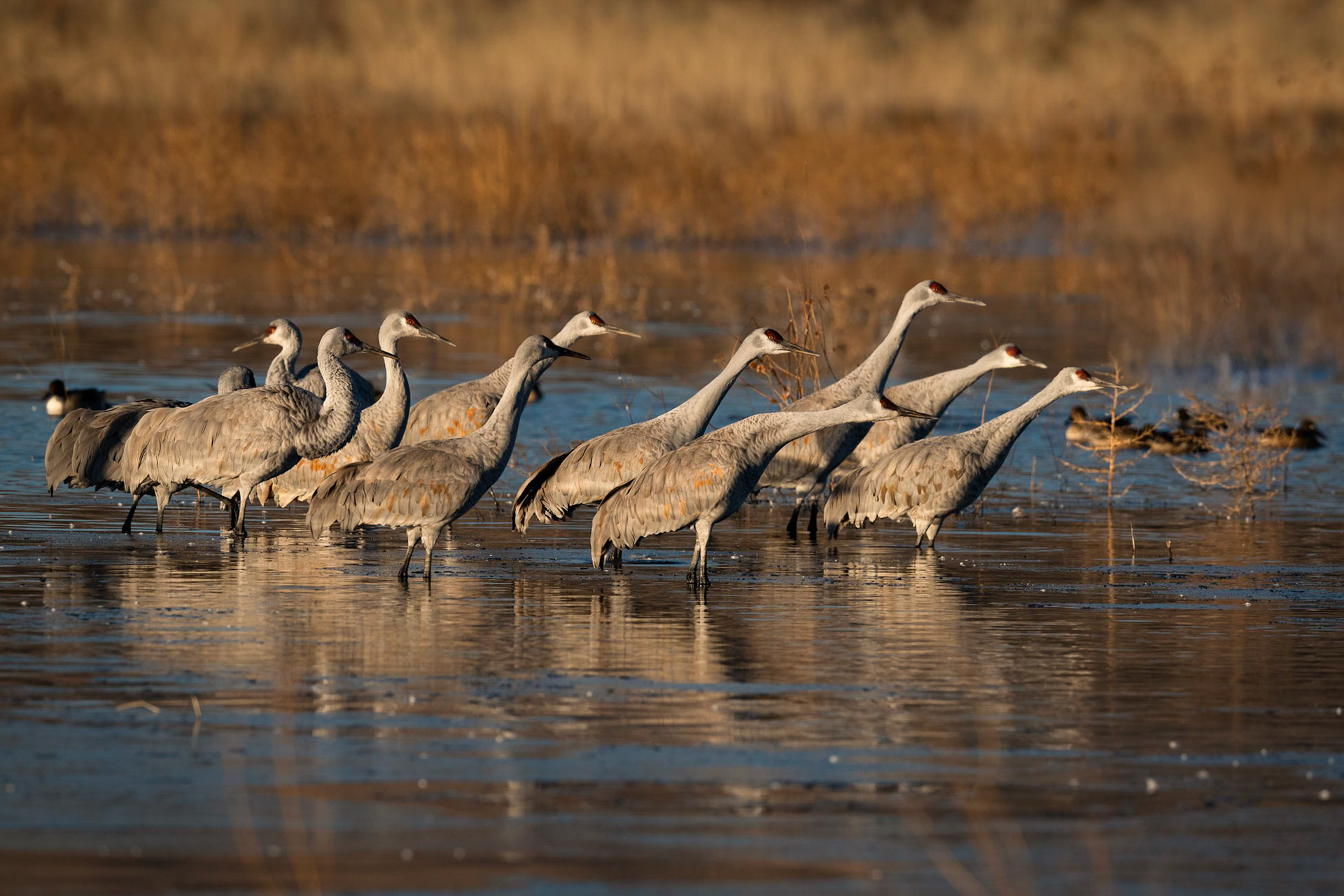 Sandhill Cranes