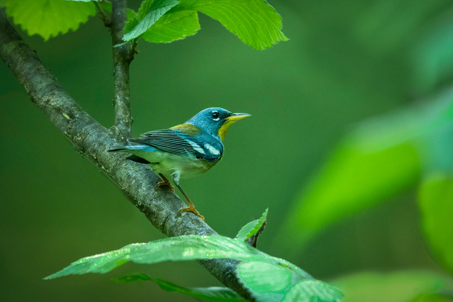 Northern Parula