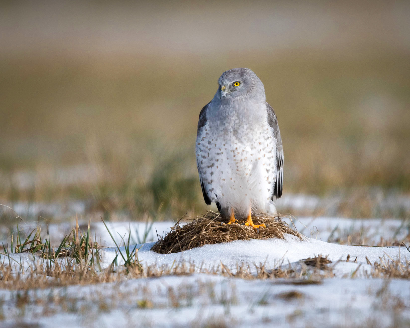 Northern Harrier - male