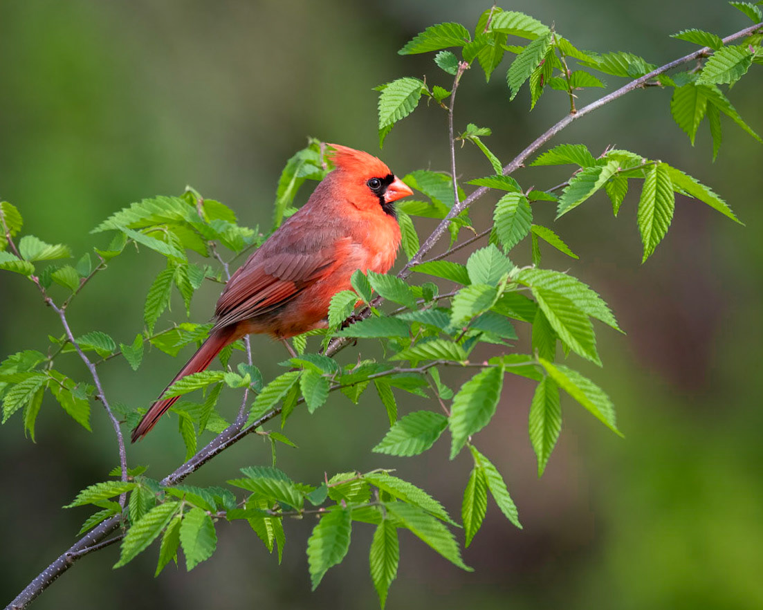 Northern Cardinal