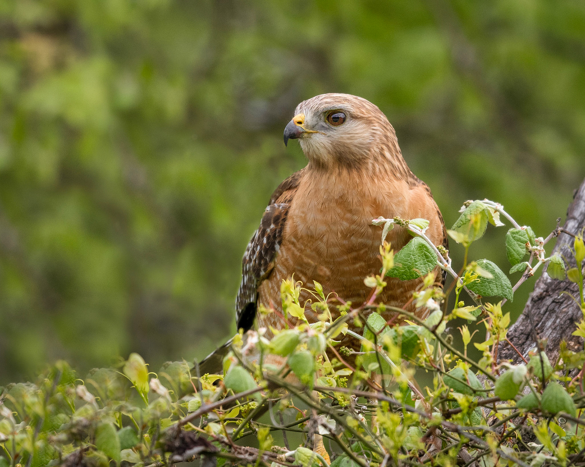 Red-shouldered Hawk