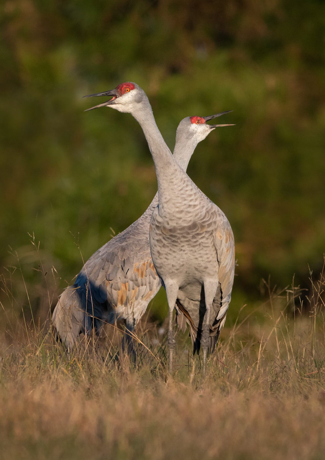 Sandhill Crane