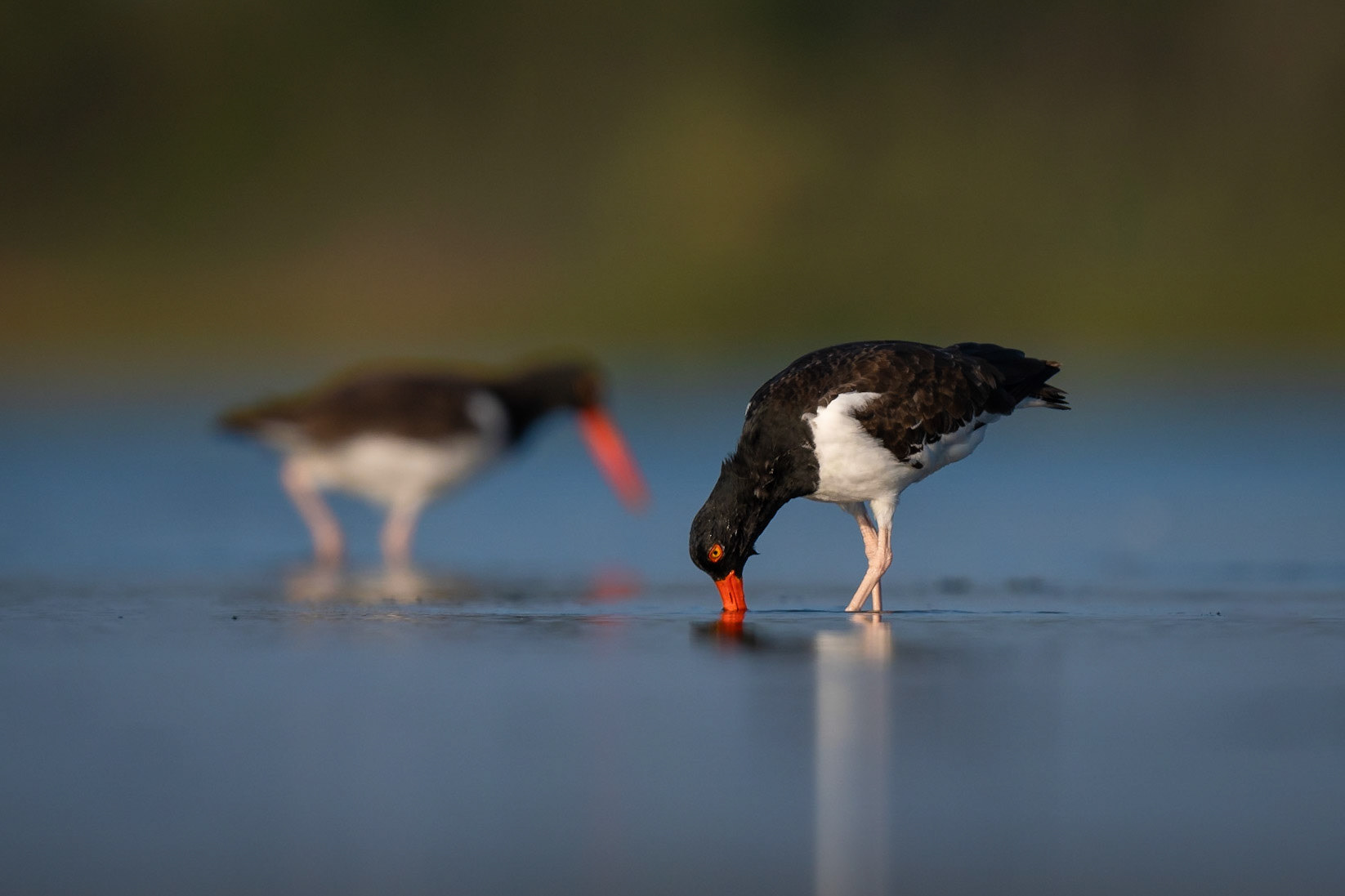 Oystercatcher