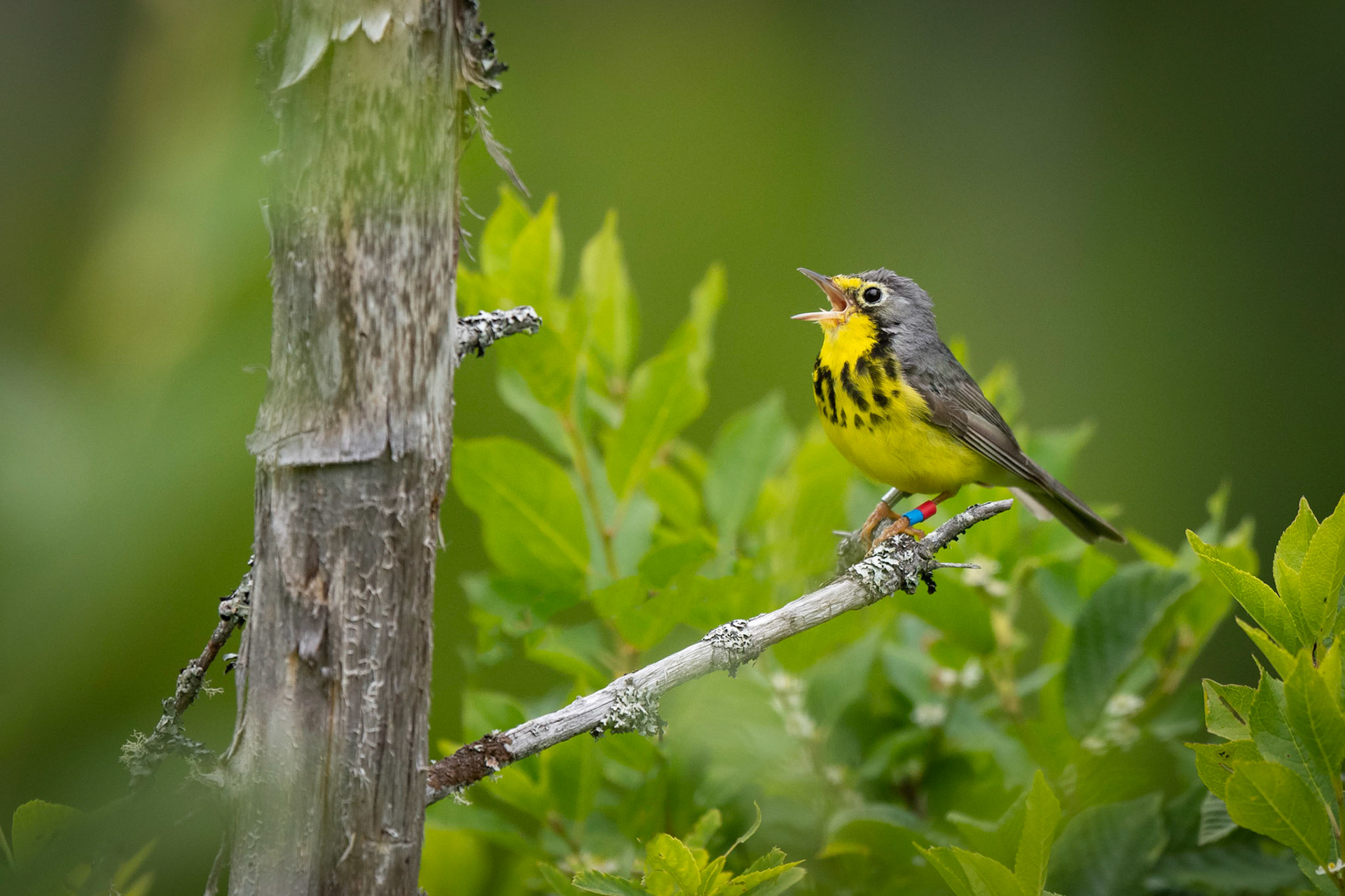 Canada Warbler