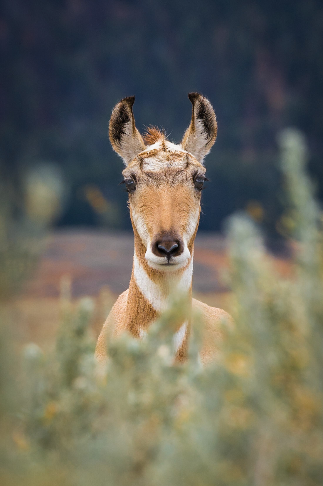 Pronghorn Antelope