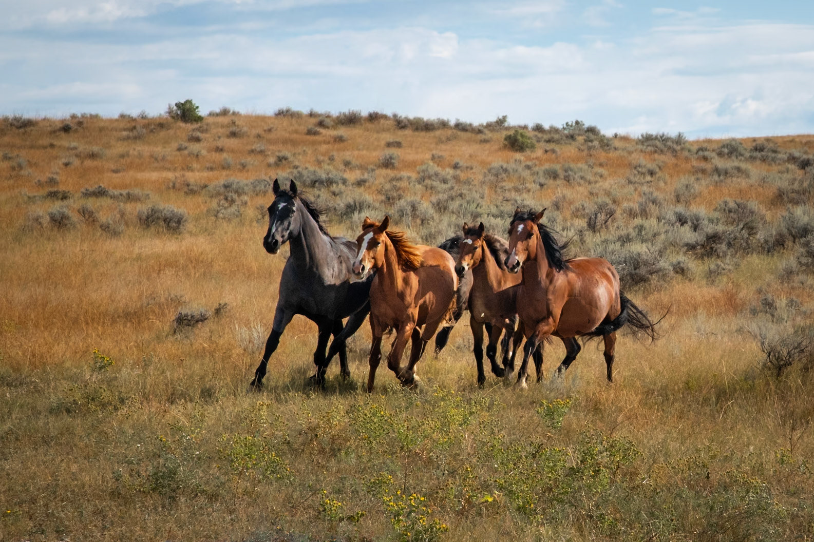 Wild Mustangs