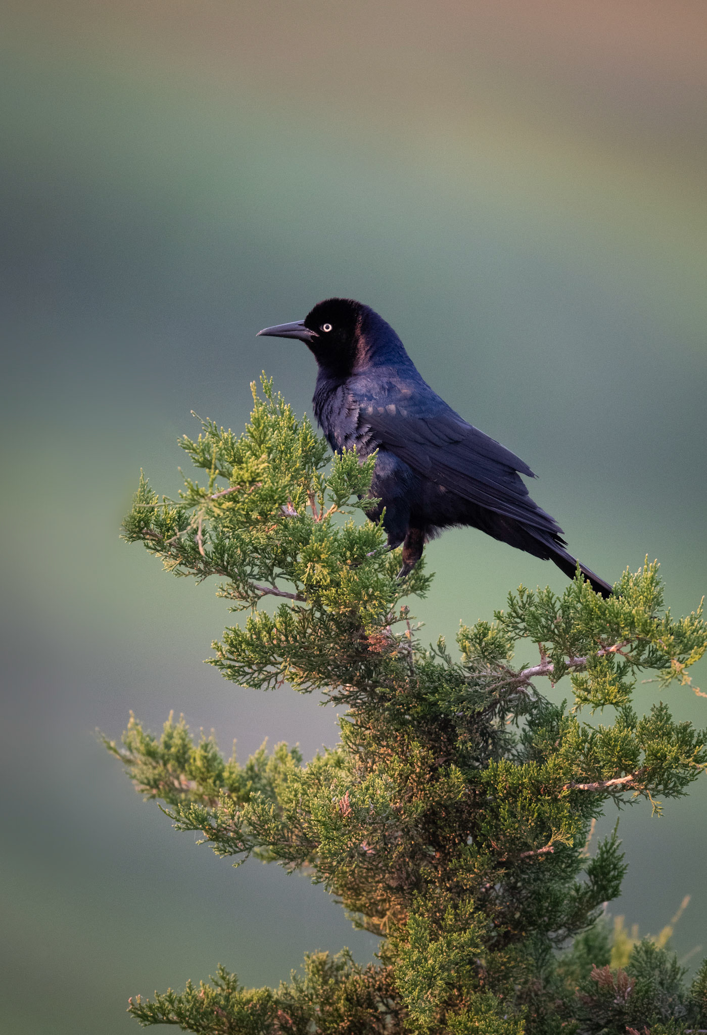 Boat-tailed Grackle
