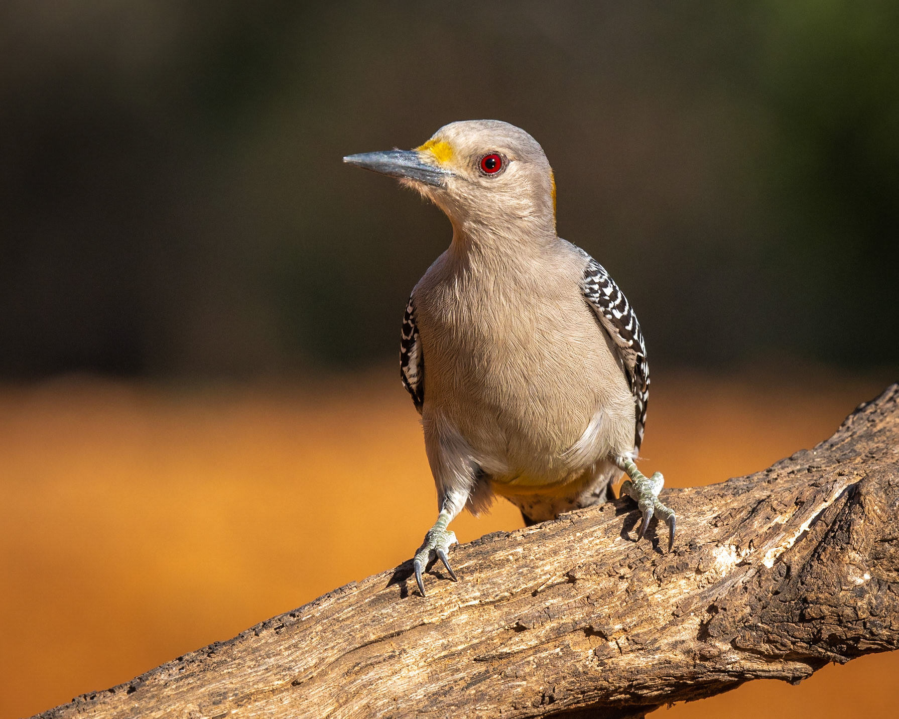 Golden-fronted Woodpecker