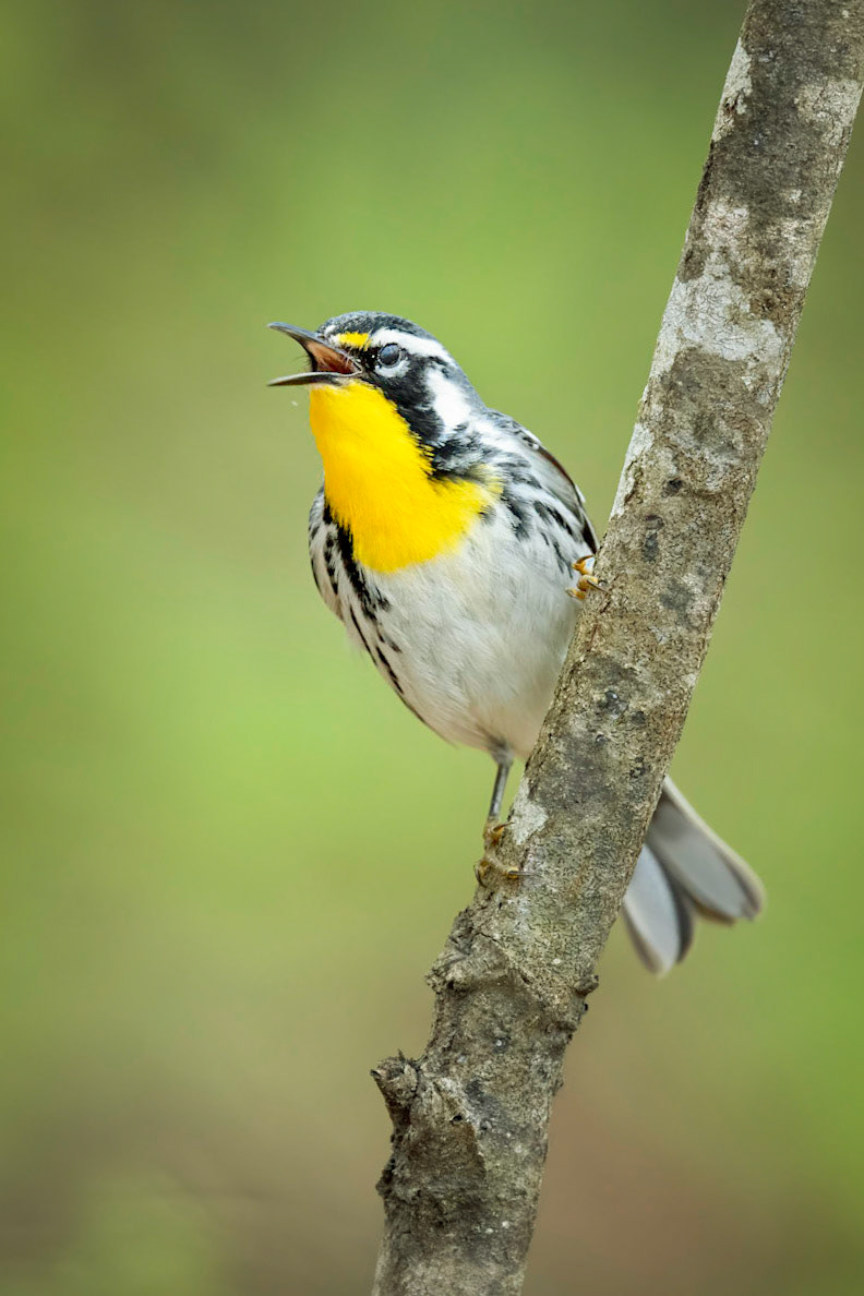 Yellow-throated Warbler