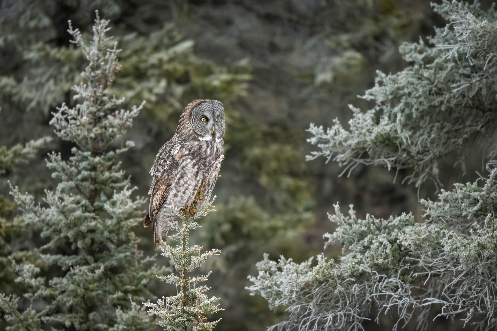 Great gray owl