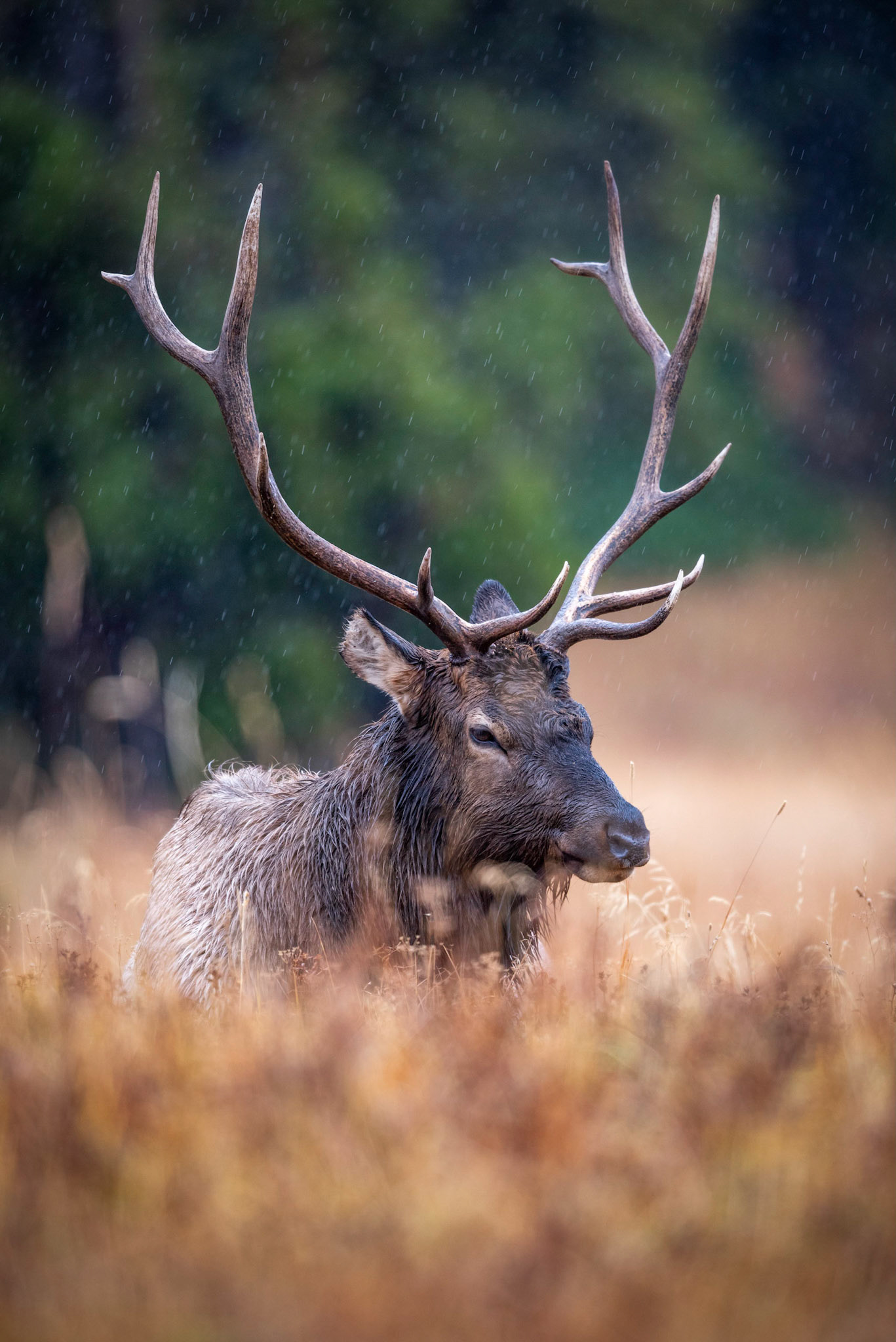 Elk