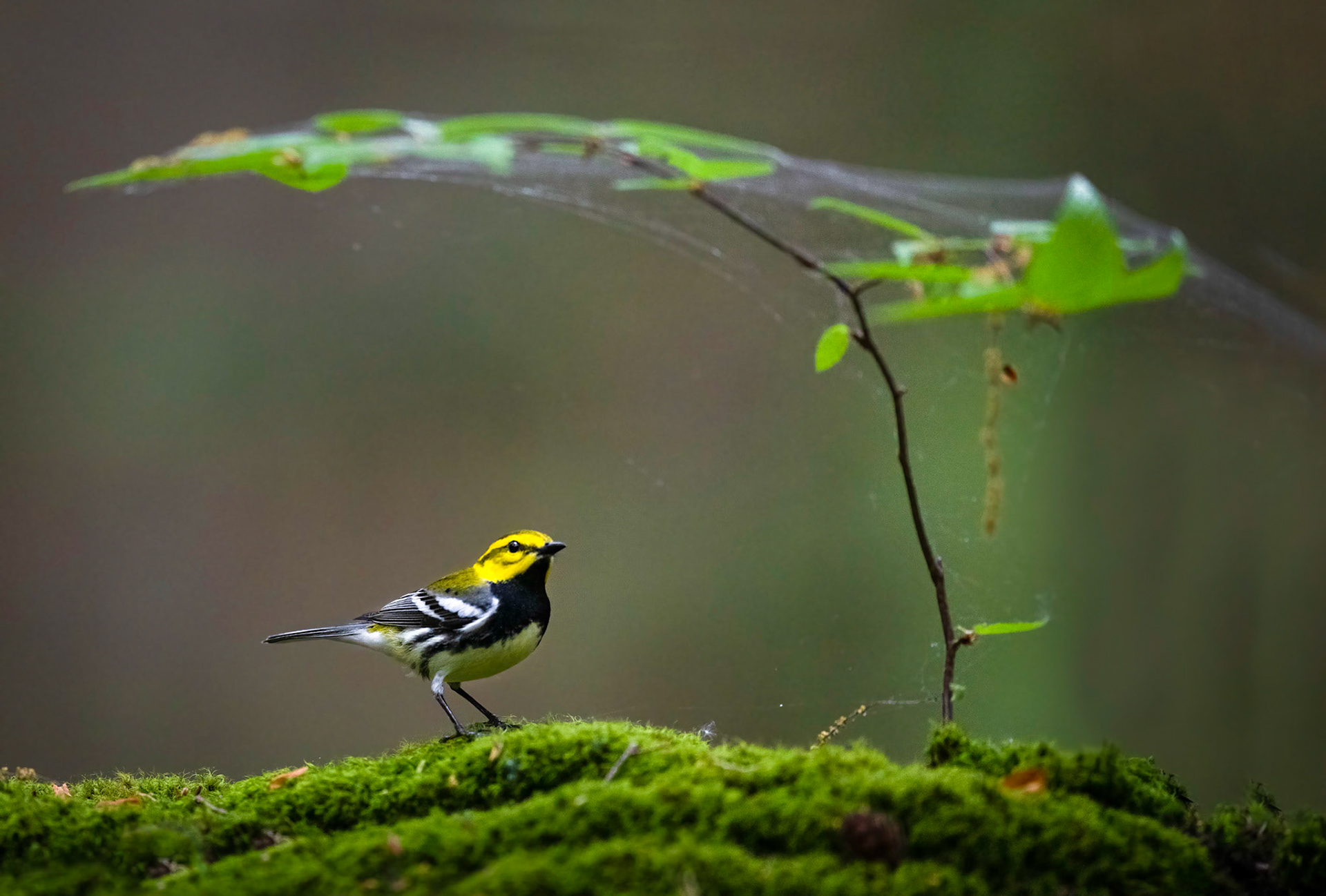 Black-throated Green Warbler