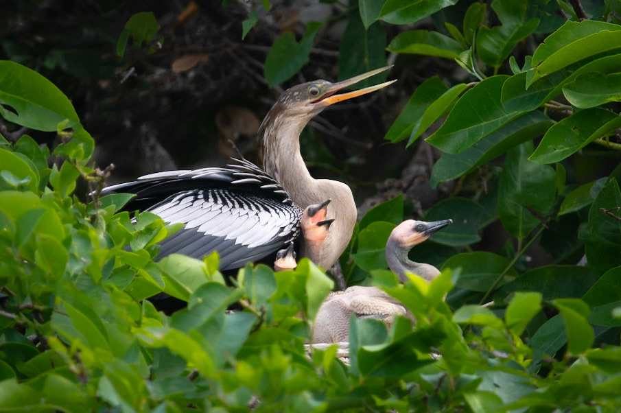 Anhinga
