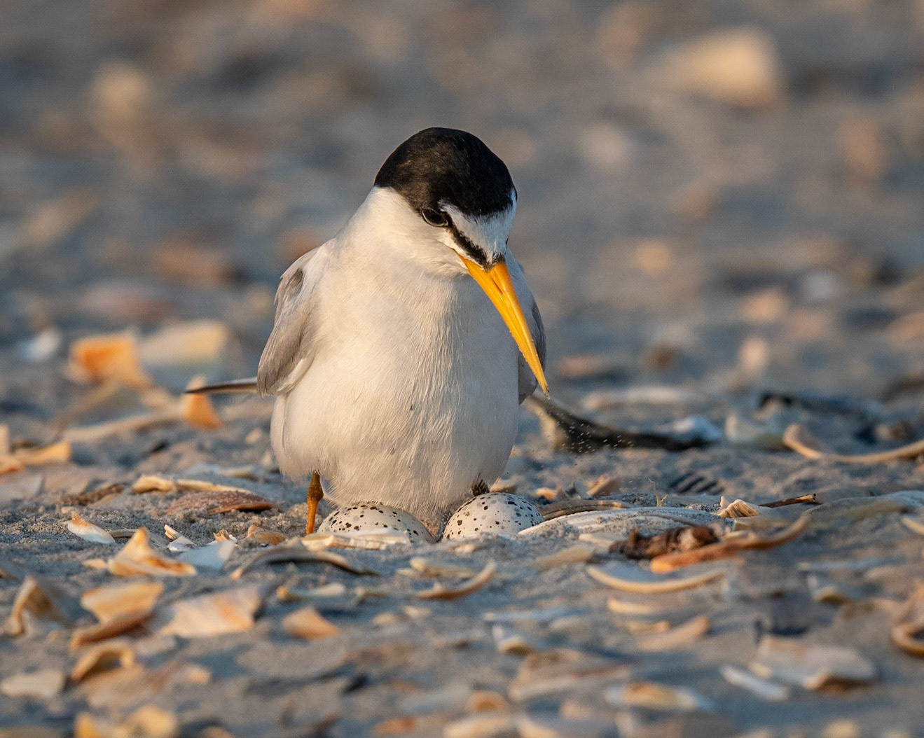 Least Tern