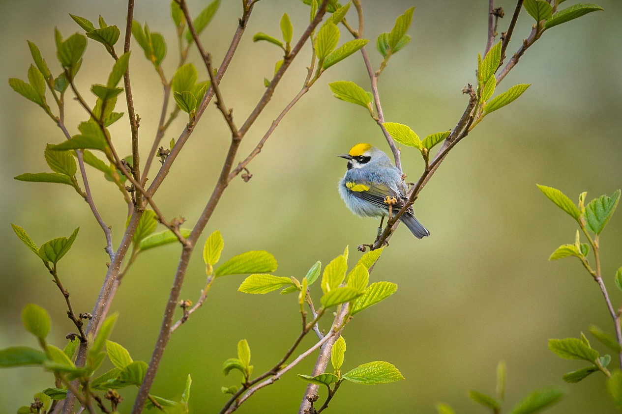Golden-winged Warbler