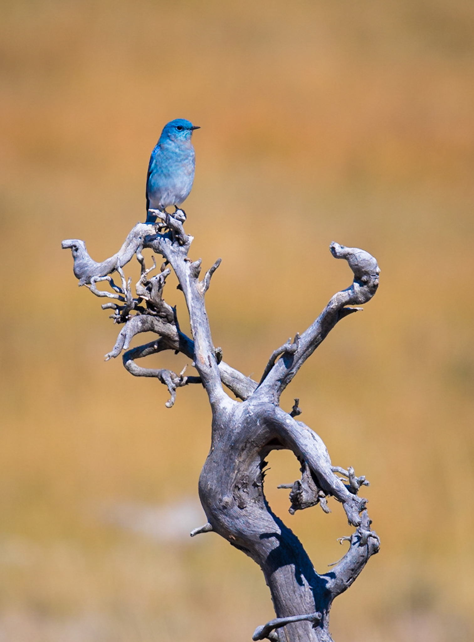 Mountain Bluebird