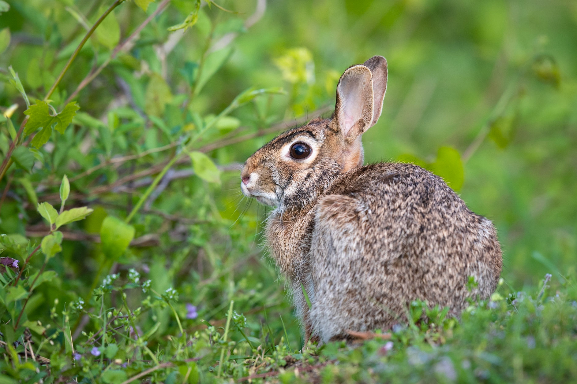 Eastern Cottontail