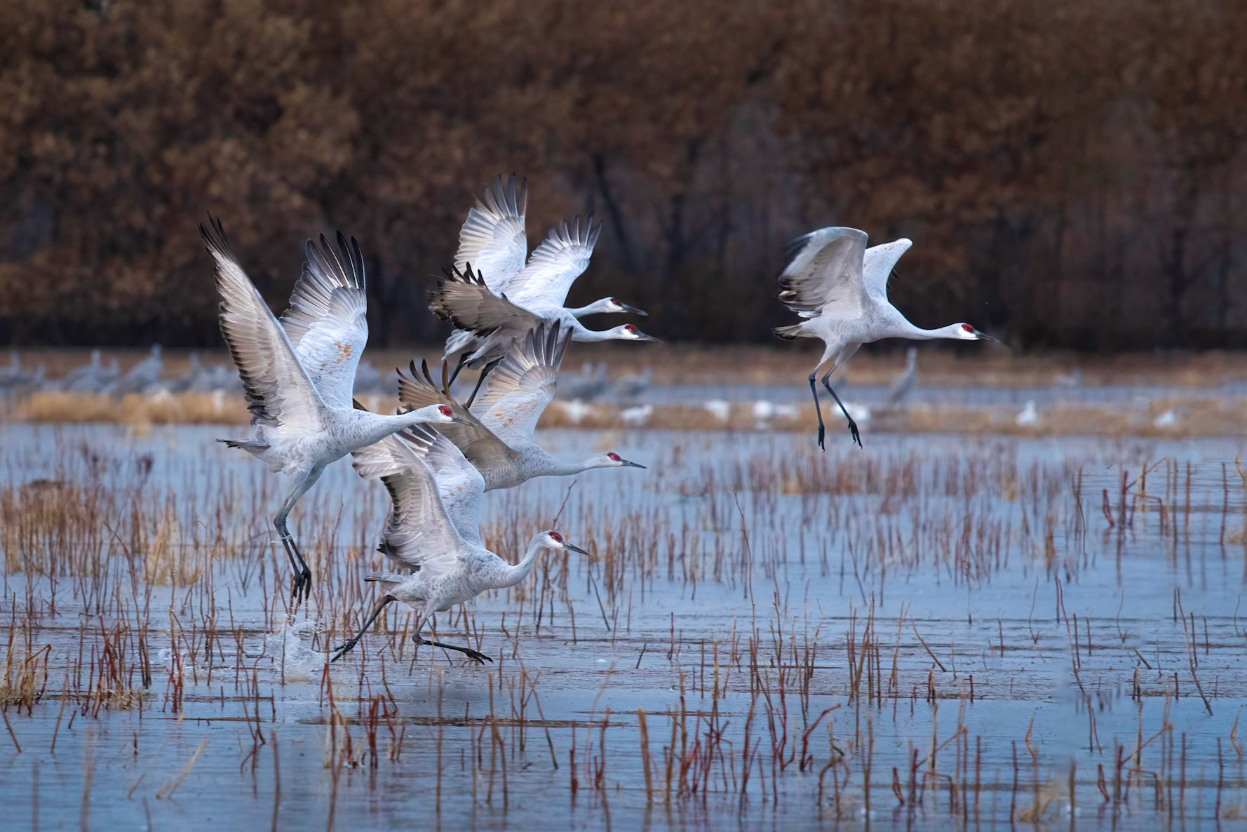 Sandhill Cranes