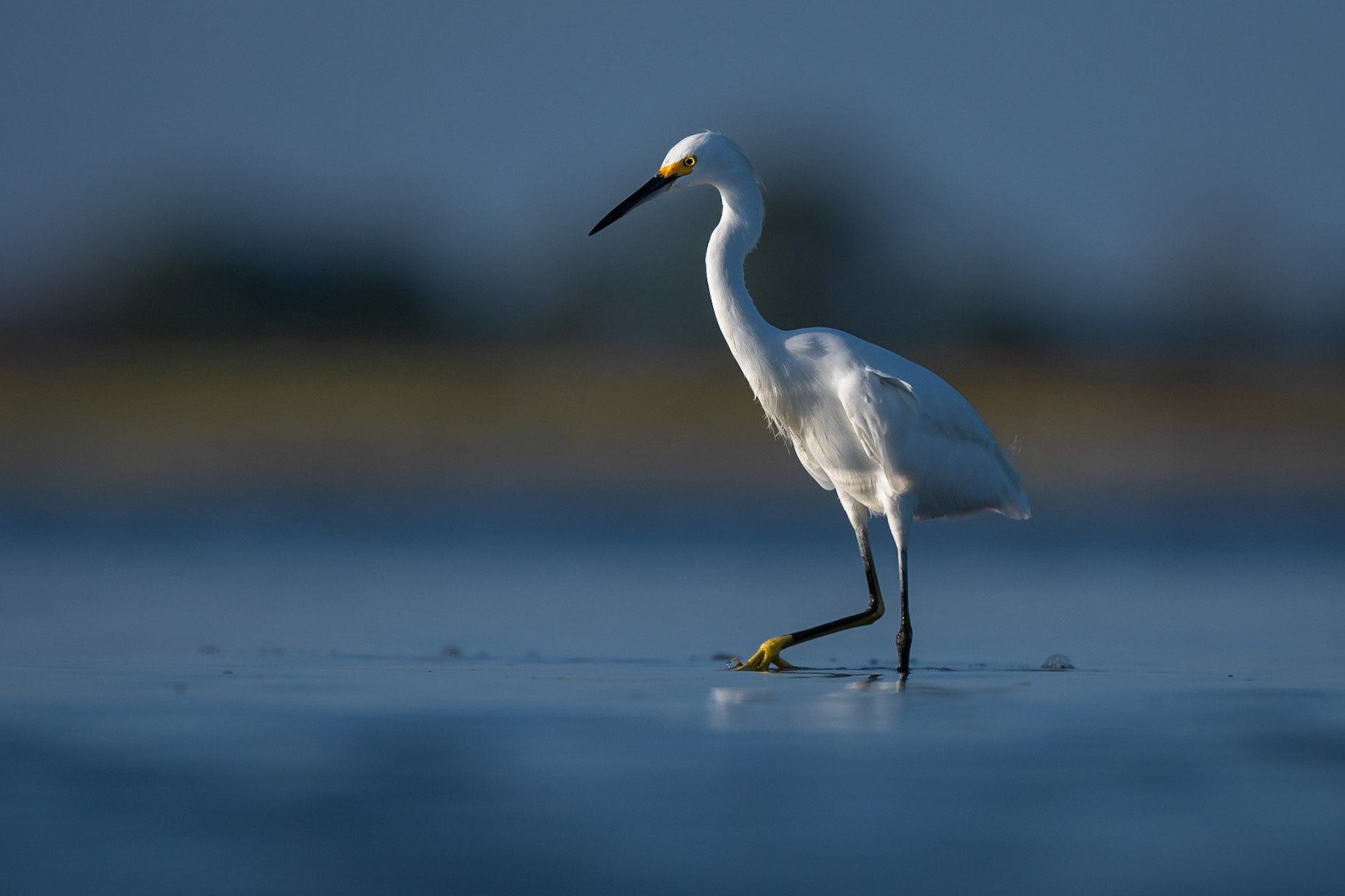 Snowy Egret