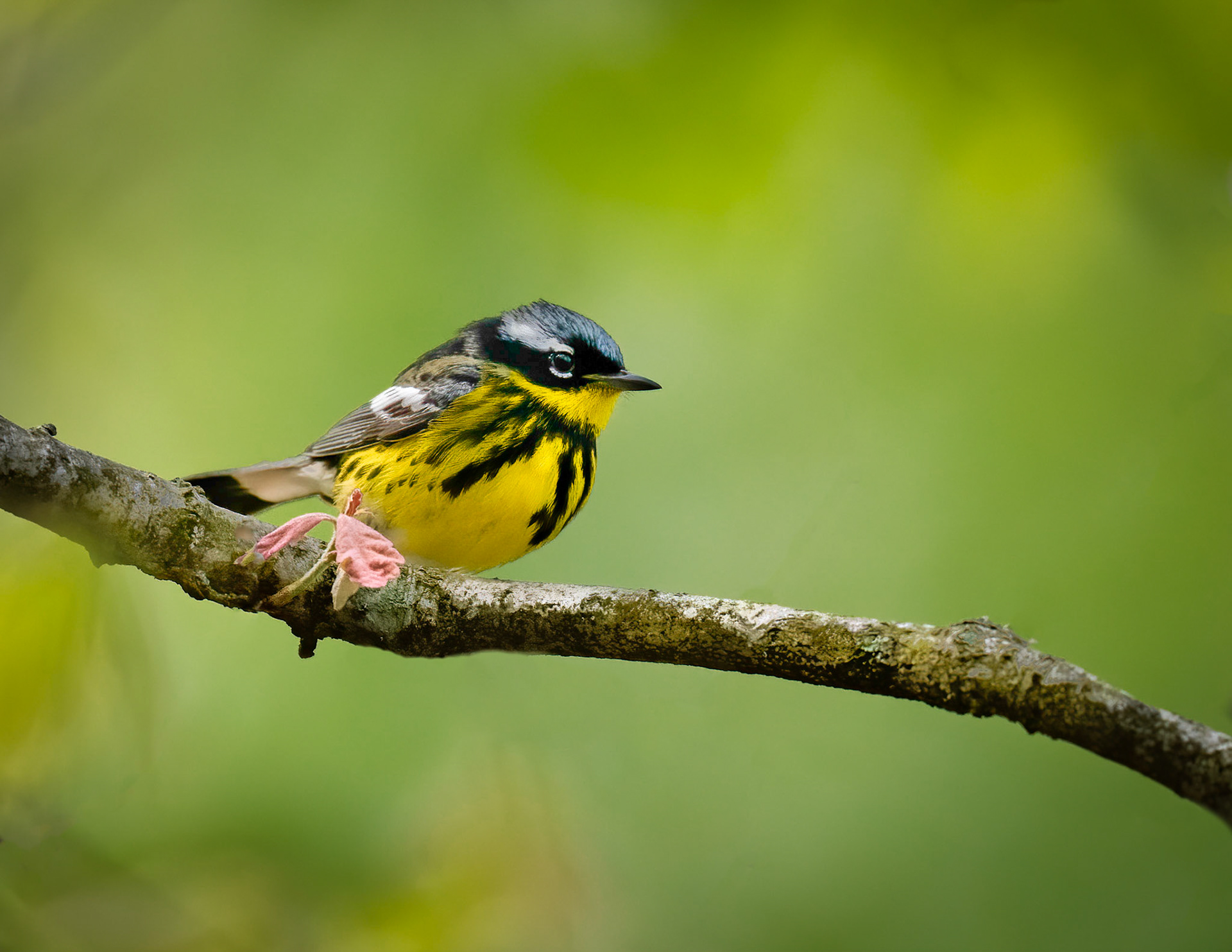 Magnolia Warbler