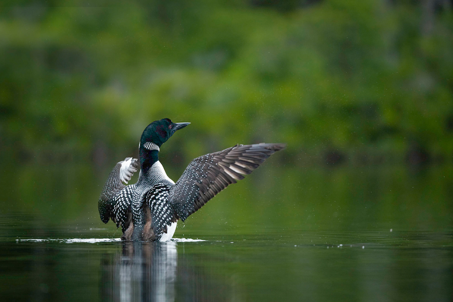 Common Loon