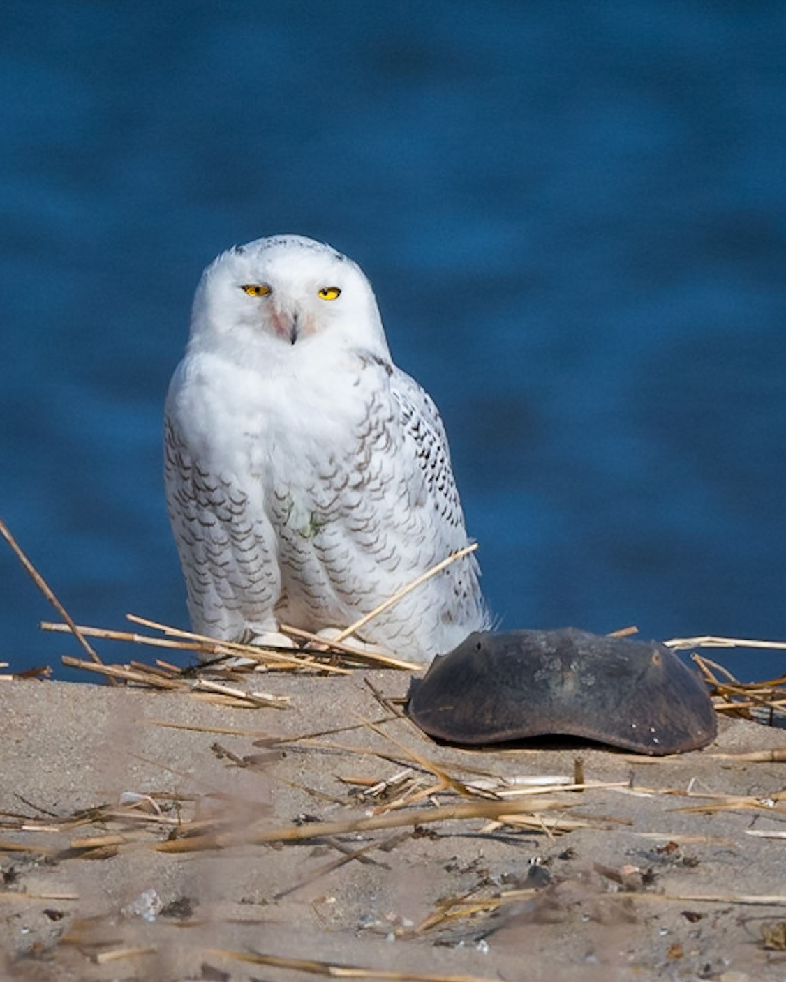 Snowy Owl