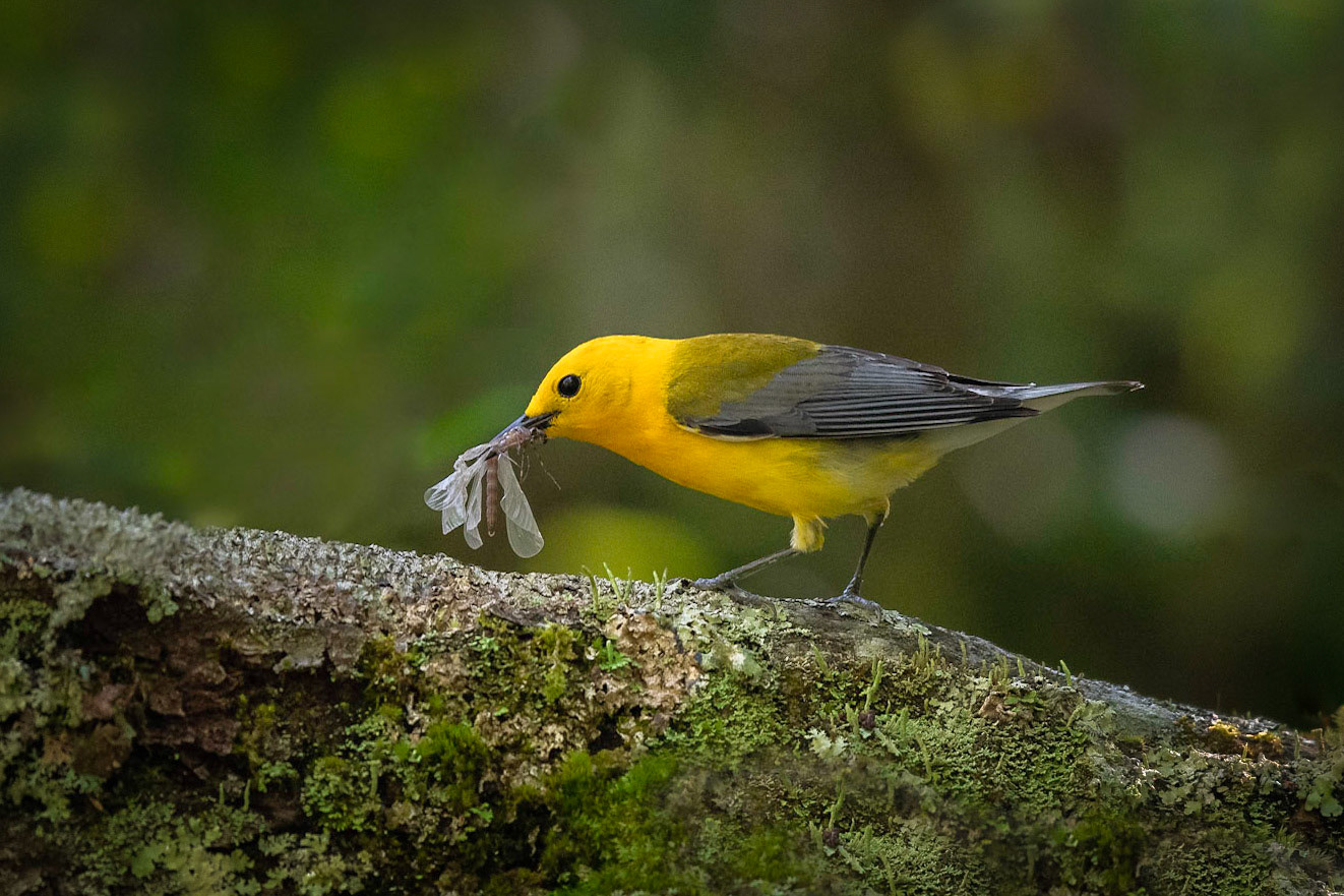 Prothonotary Warbler