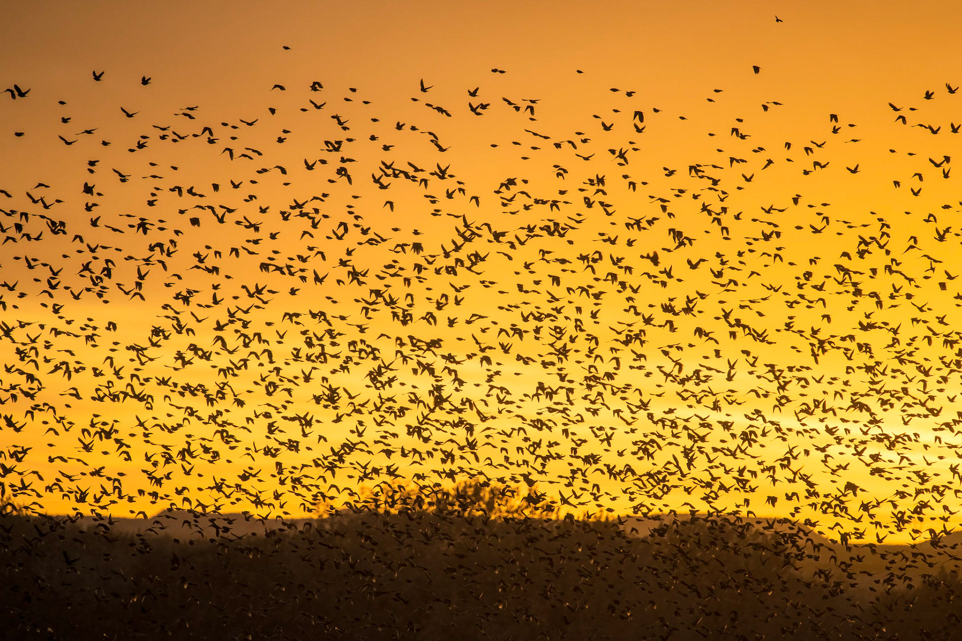 Red-winged Blackbirds