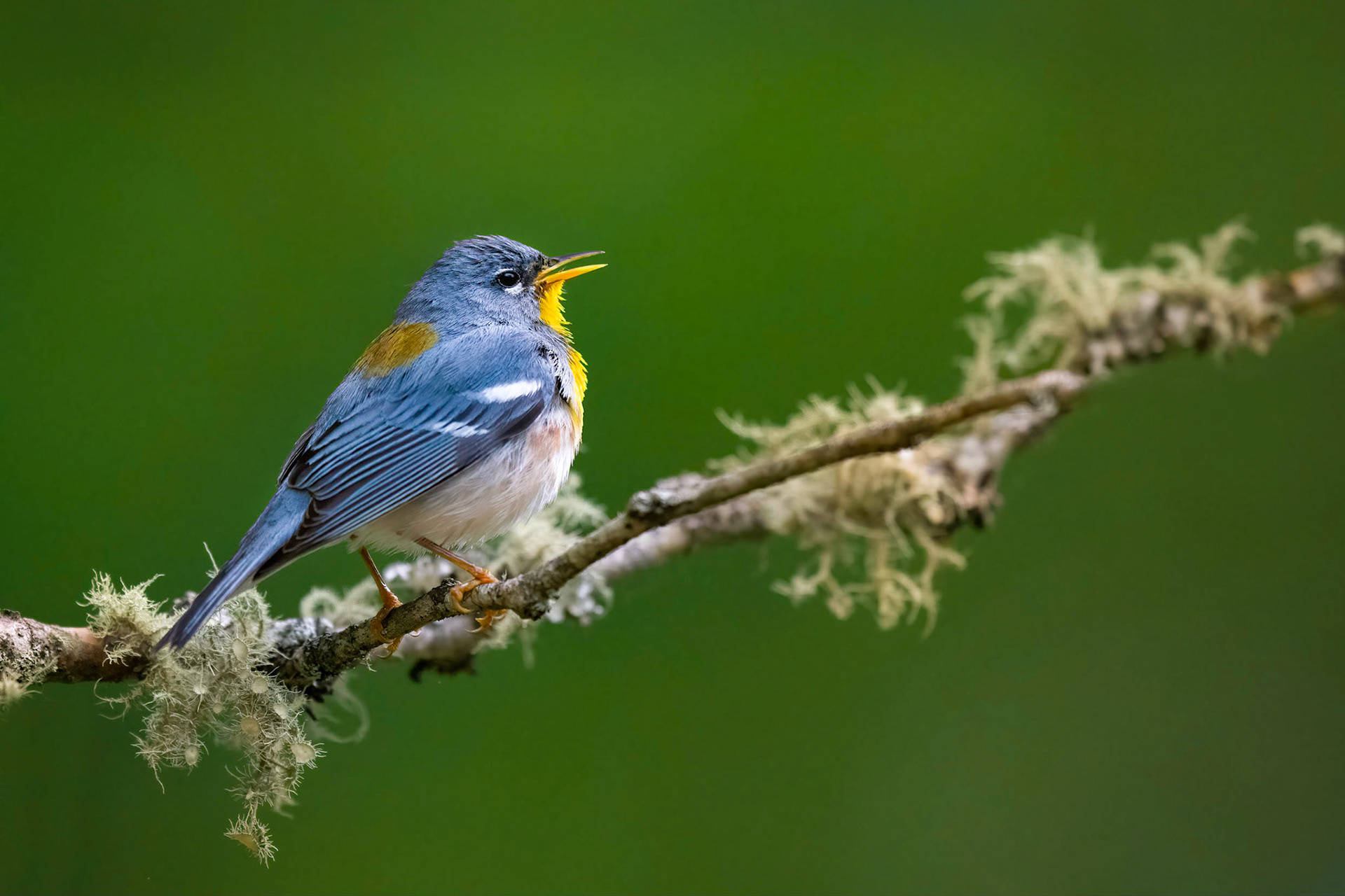 Northern Parula