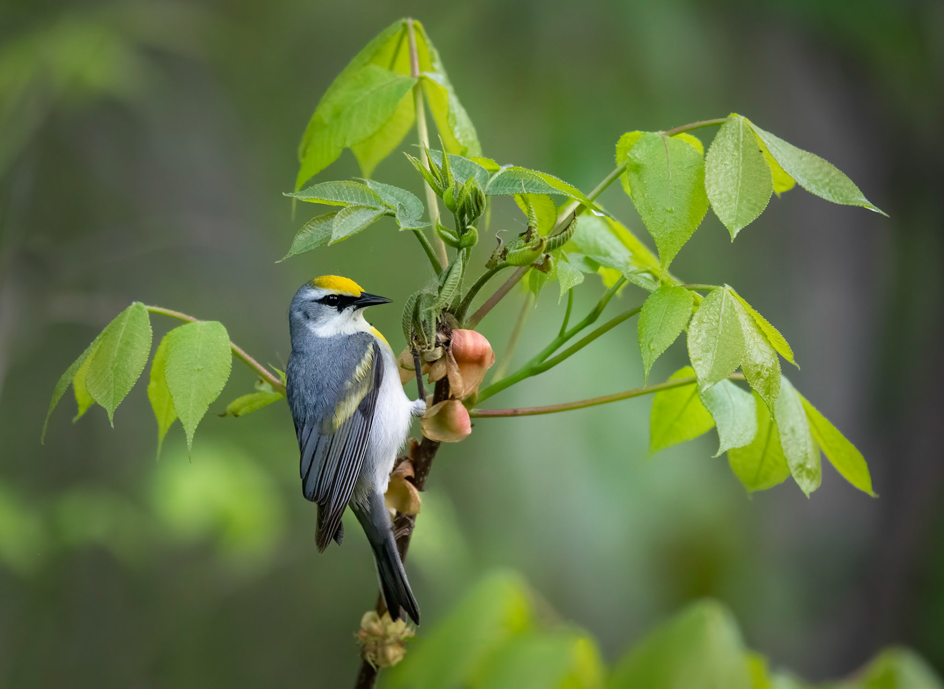 Brewster's Warbler