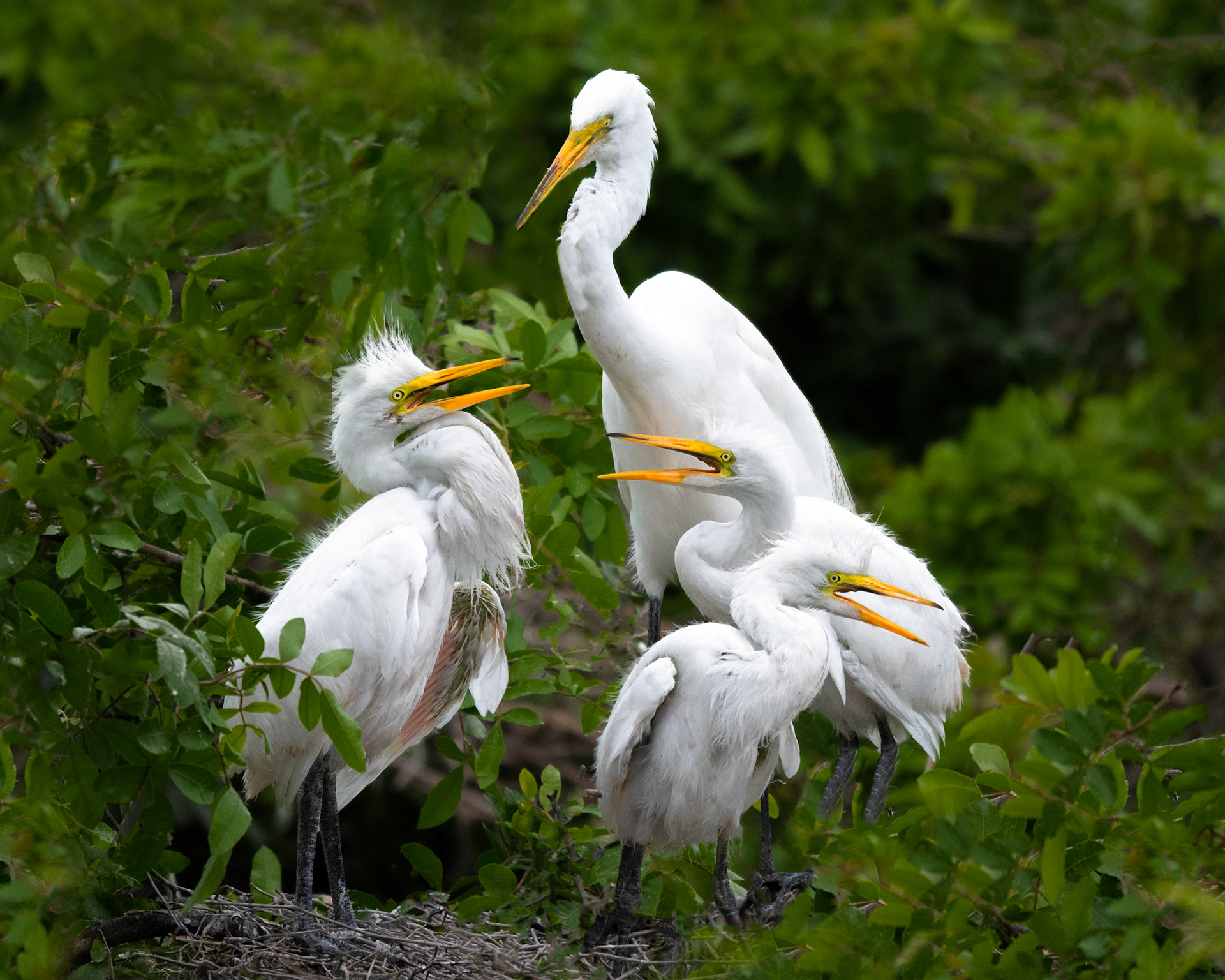 Great Egret