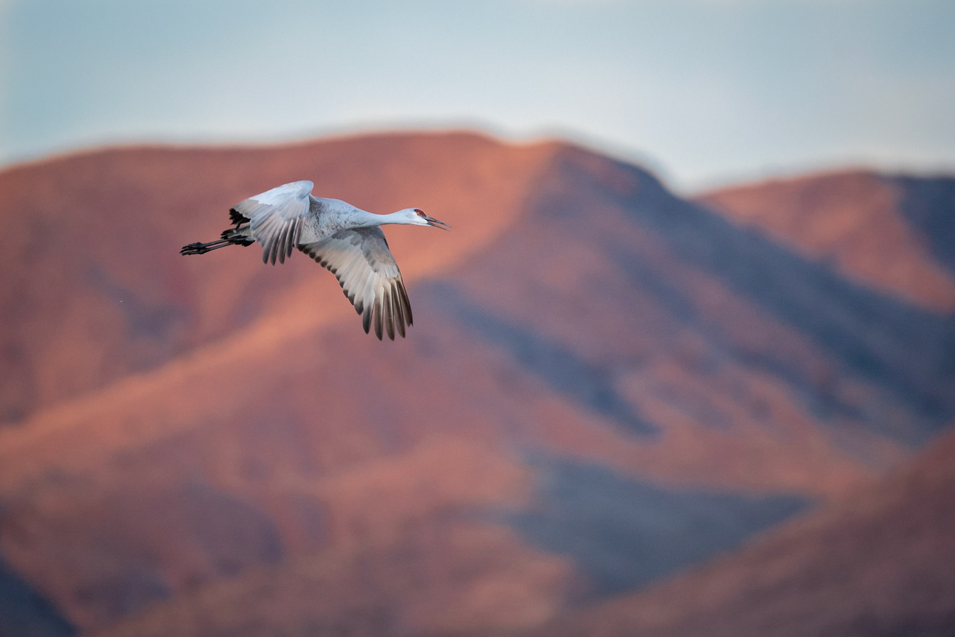 Sandhill Crane
