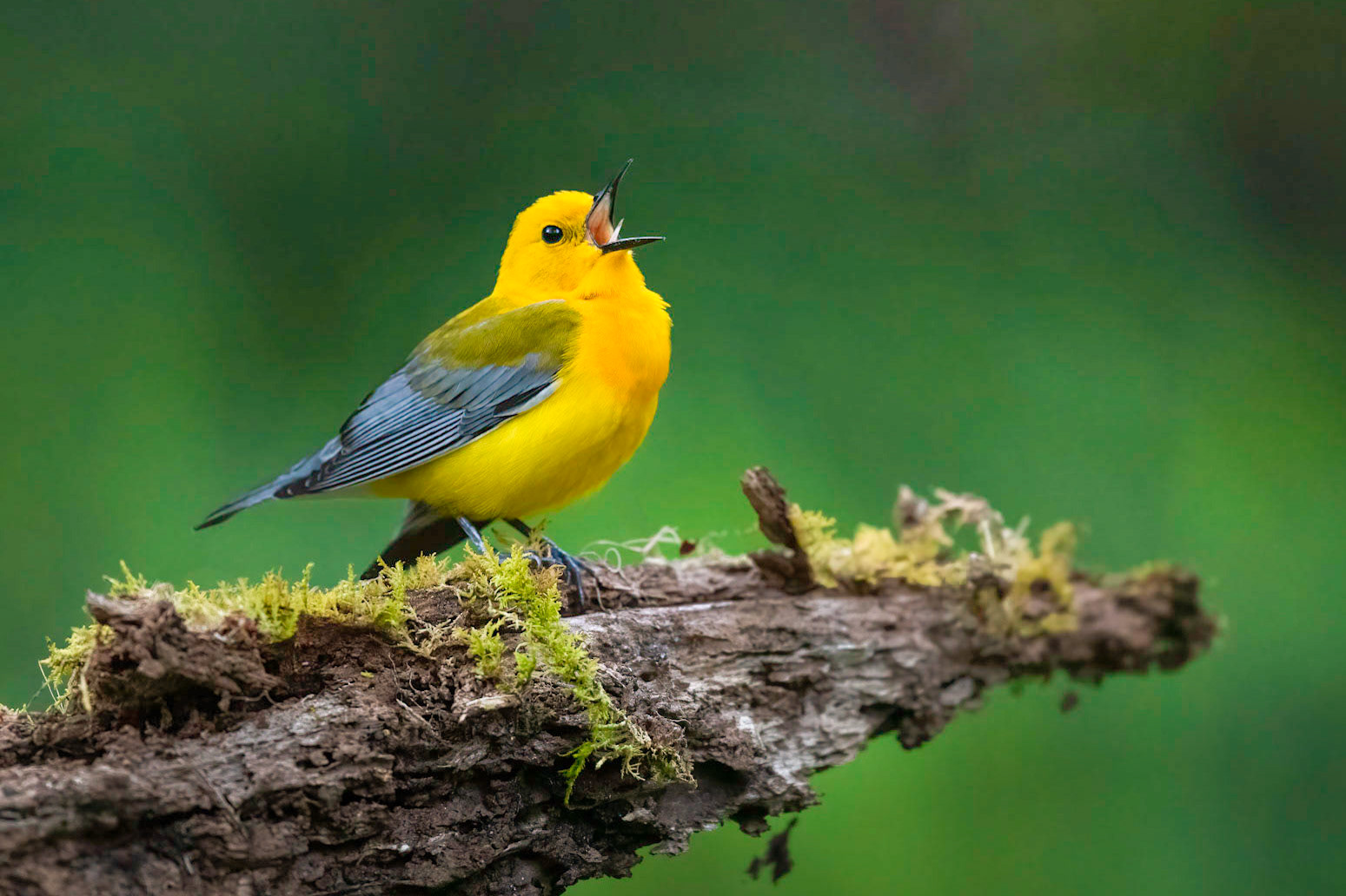 Prothonotary Warbler