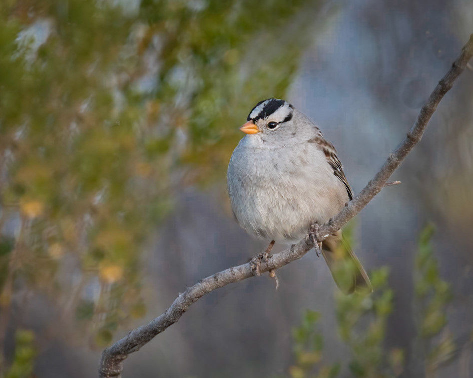 White-capped sparrow