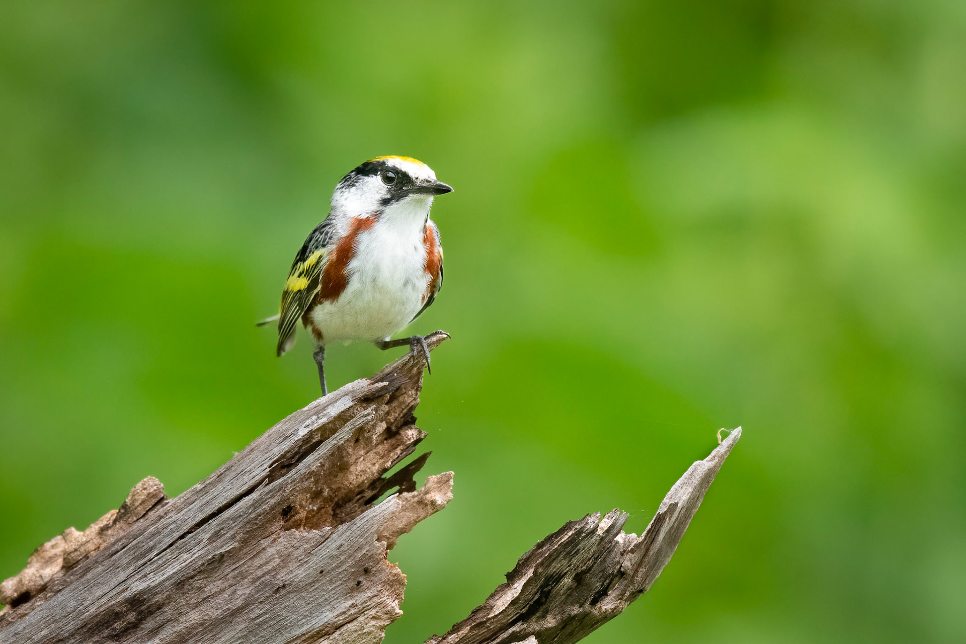 Chestnut-sided Warbler
