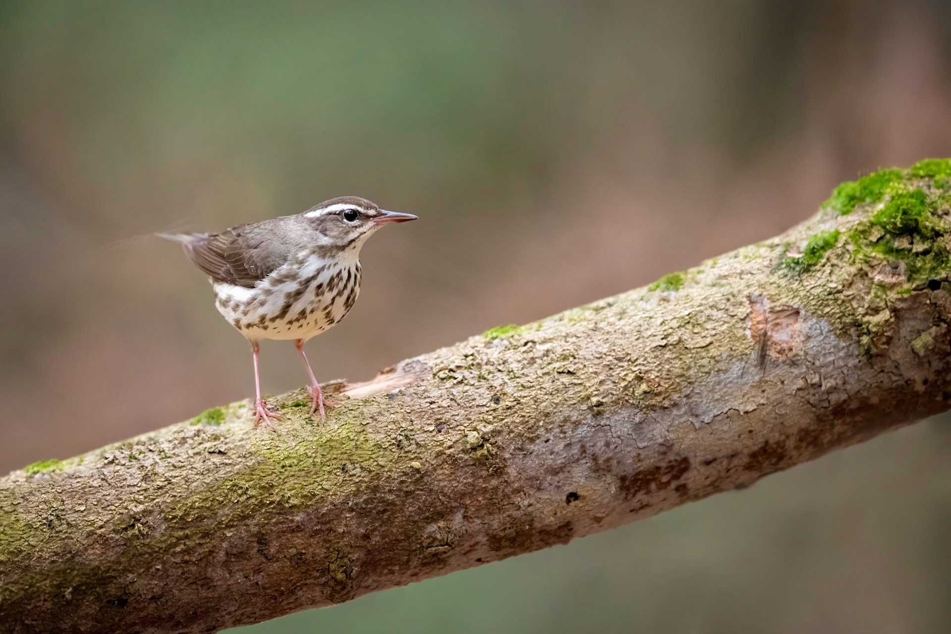 Louisiana Waterthrush