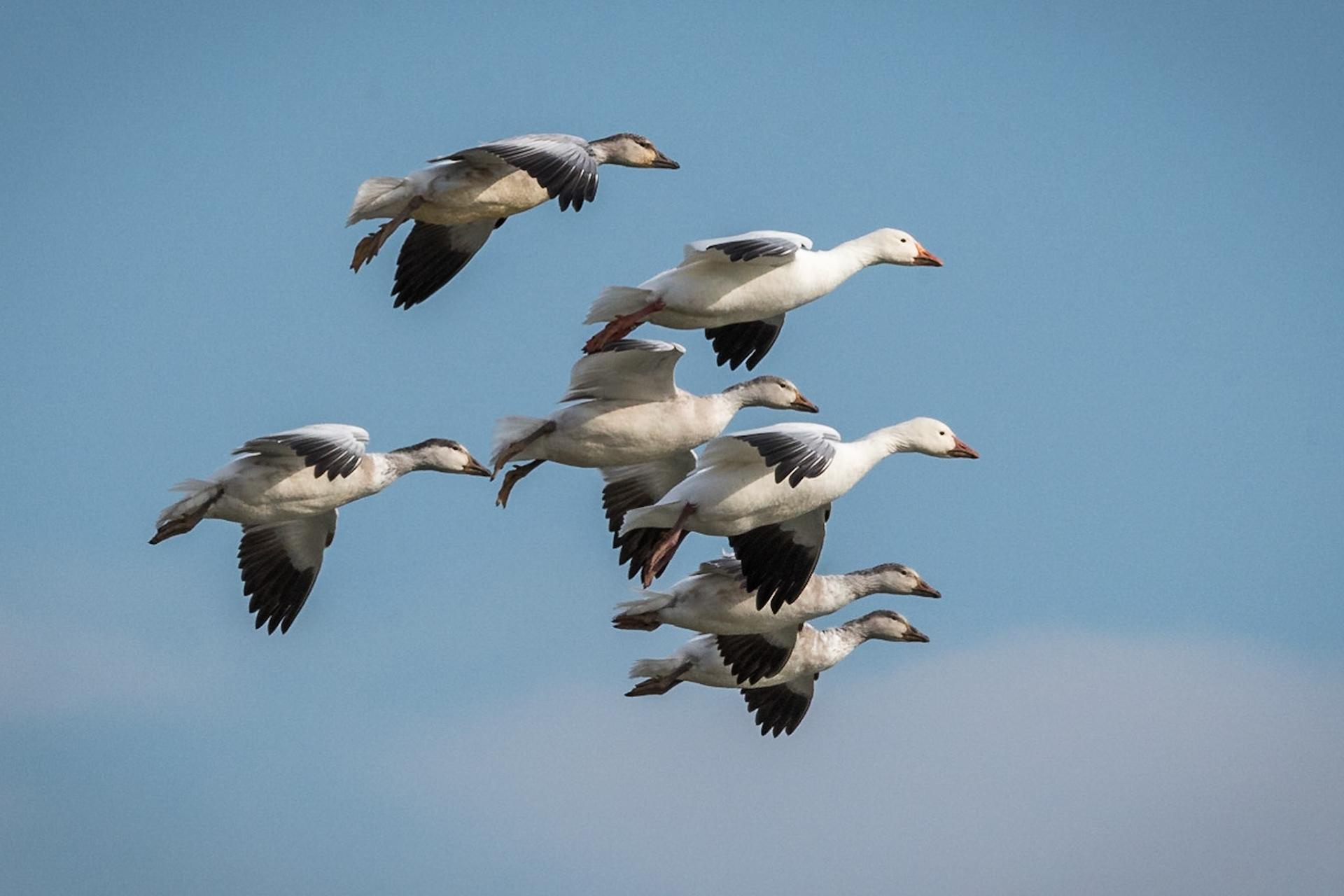 Snow Geese