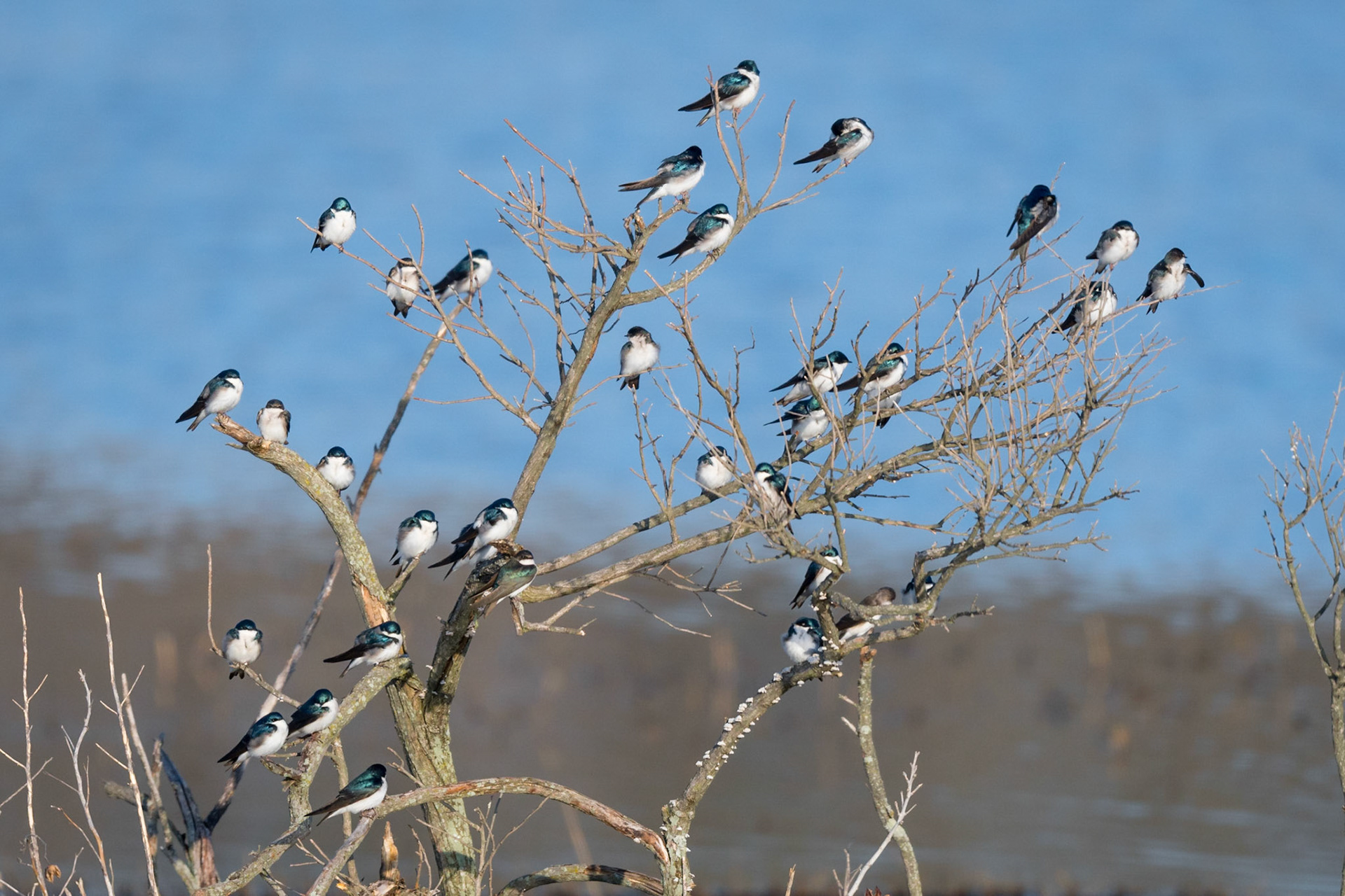 Tree Swallows