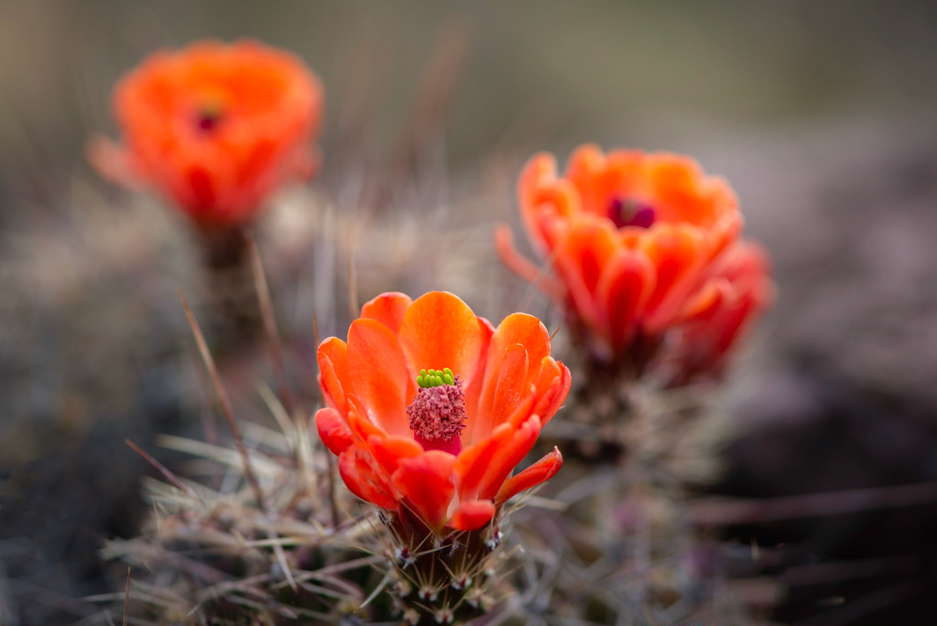 Claret Cup Cactus